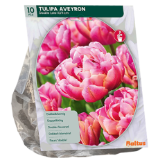 Kerrattu tulppaani, Tulipa  Double Late Aveyron, 10 kpl.