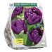Kerrattu tulppaani (Tulipa) Negrita, 10 kpl