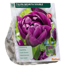 Kerrattu tulppaani (Tulipa) Negrita, 10 kpl