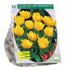 Kerrattu tulppaani, Tulipa Double Late 'Yellow Pompenette', 25 kpl. TUOTE ON LOPPUUNMYYTY!