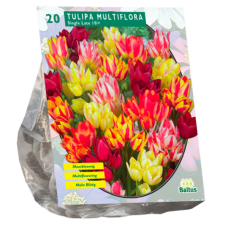Tulppaani (Tulipa) Multiflora, 20 kpl. TUOTE ON LOPPUUNMYYTY!