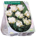 Kerrattu tulppaani, Tulipa Double Early White Valley, 10 kpl