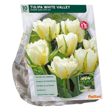 Kerrattu tulppaani, Tulipa Double Early White Valley, 10 kpl Kerrattu tulppaani, Tulipa Double Early White Valley, 10 kpl