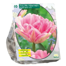 Tulppaani (Tulipa) Kerrannainen Vroeg Foxtrot, 10 kpl