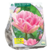 Tulppaani (Tulipa) Kerrannainen Vroeg Foxtrot, 10 kpl. NEW! ALE -40%!