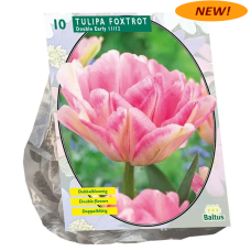 Tulppaani (Tulipa) Kerrannainen Vroeg Foxtrot, 10 kpl. NEW! ALE -40%!