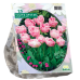 Kerrattu tulppaani (Tulipa) Upstar, 10 kpl. 