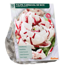 Kerrattu tulppaani (Tulipa) Carnaval de Nice, 10 kpl.