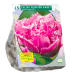  Crispa- eli  Ripsureunatulppaani, kerrottu tulppaani, Tulipa Double fringed Crispion Sweet, 10 kpl