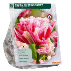  Crispa- eli  Ripsureunatulppaani, kerrottu tulppaani, Tulipa Double fringed Crispion Sweet, 10 kpl