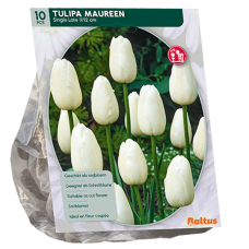 Tulppaani (Tulipa) Maureen, myöhäinen yksinkertainen, 10 kpl