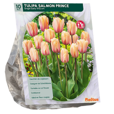 Yksinkertainen aikainen tulppaani  (Tulipa) 'Salmon Prince', 10 kpl