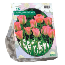  Vihreäraitatulppaani, Tulipa Greenland Viridiflora, 20 kpl. TUOTE ON LOPPUUNMYYTY!