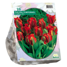  Vihreäraitatulppaani, Tulipa Pimpernel Viridiflora, 20 kpl. TUOTE ON LOPPUUNMYYTY!