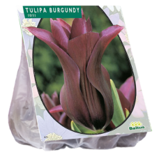  Liljatulppaani, Tulipa Burgundy Lily-flowered, 12 kpl. TUOTE ON LOPPUUNMYYTY!