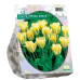 Vihreäraitatulppaani (Tulipa  Viridiflora) Spring Green, 12 kpl. TUOTE ON LOPPUUNMYYTY!