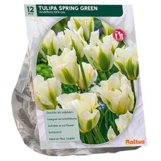 Vihreäraitatulppaani (Tulipa  Viridiflora) Spring Green, 12 kpl
