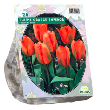 Tulppaani (Tulipa) Orange Emperor, Fosteriana, 20 kpl NEW! tUOTE ON LOPPUUNMYYTY!