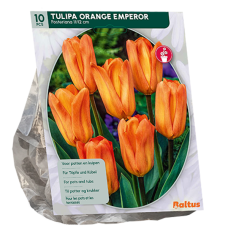 Tulppaani (Tulipa) Orange Emperor, Fosteriana, 10 kpl 
