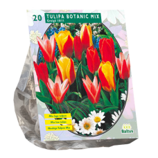 Raitatulppaani (Tulip Botanic Greigii) Sekoitus, 20 kpl. TUOTE ON LOPPUUNMYYTY!