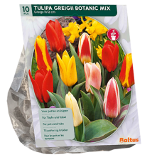 Raitatulppaani (Tulip Botanic Greigii) Sekoitus, 10 kpl.  Raitatulppaani (Tulip Botanic Greigii) Sekoitus, 10 kpl.