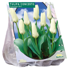 Tulipa Concerto Fosteriana, Tulitulppaani, 30 kpl. TUOTE ON LOPPUUNMYYTY!
