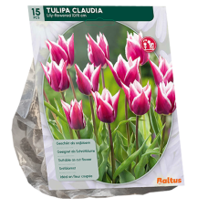 Liljatulppaani (Tulip) Claudia, 15 kpl. 