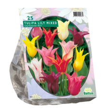 Liljatulppaani, Tulipa Lily-flowered, sekoitus 25 kpl. TUOTE ON LOPPUUNMYYTY!