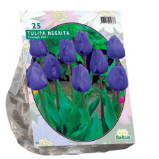 Triumftulppaani (Tulipa Triumph) Negrita, 20 kpl. TUOTE ON LOPPUUNMYYTY!