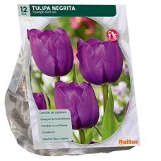 Triumftulppaani (Tulipa Triumph) Negrita, 12 kpl