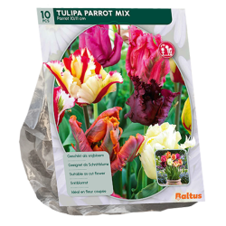 Papukaijatulppaani (Tulipa), Parrot, Sekoitus, 10 kpl. ALE - 60%!