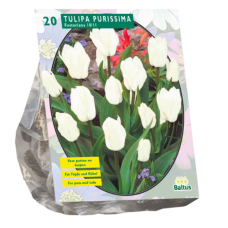 Tulitulppaani, Tulipa Purissima, Fosteriana,  20 kpl. TUOTE ON LOPPUUNMYYTY!