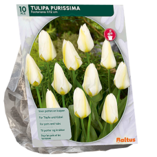 Tulitulppaani, Tulipa Purissima, Fosteriana,  10 kpl. 