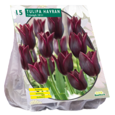 Liljatulppaani, Tulipa Havran Lily-flowered per 15. TUOTE ON LOPPUUNMYYTY!