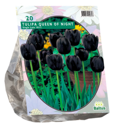 Yksinkertainen myöhäinen tulppaani (Tulipa) Queen of Night, 15 kpl. ALE -40%!