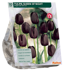 Yksinkertainen myöhäinen tulppaani (Tulipa) Queen of Night, 10 kpl. 