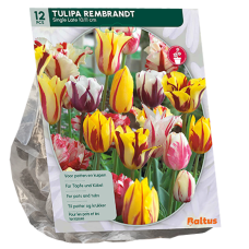  Tulppaani (Tulipa) Rembrandt, Sekoitus, 12 kpl