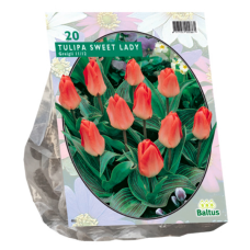 Raitatulppaani, Tulipa Sweet Lady, Greigii, 20 kpl. TUOTE ON LOPPUUNMYYTY!