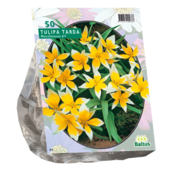 Parvitulppaani, Tulipa Tarda, 30 kpl. ALE - 60%! Parvitulppaani, Tulipa Tarda, 30 kpl. ALE - 60%!