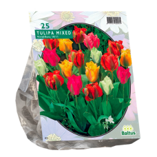 Vihreäraitatulppaani (Tulipa  Viridiflora) Sekoitus, 25 kpl.  TUOTE ON LOPPUUNMYYTY!