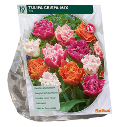 Ripsureunatulppaanit, Kerrotut tulppaanit, Mix, 10 kpl NEW! ALE - 60%! Ripsureunatulppaanit, Kerrotut tulppaanit, Mix, 10 kpl NEW! ALE - 60%!