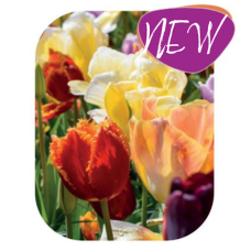 Ripsureunatulppaanit, Kerrotut tulppaanit, Mix, 10 kpl NEW!