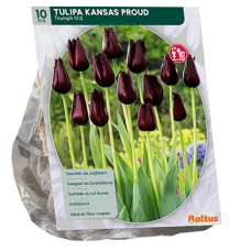Tulppaani (Tulipa) Kansas Proud Tulppaani (Tulipa) Kansas Proud