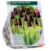 Tulppaani (Tulipa) Kansas Proud