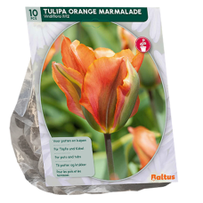 Tulppaani (Tulipa) Orange Marmalade, 10 kpl Tulppaani (Tulipa) Orange Marmalade, 10 kpl