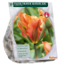 Tulppaani (Tulipa) Orange Marmalade, 10 kpl