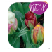 Kerrattu tulppaani (Tulipa) Ice Cream Mix, 5 kpl NEW!