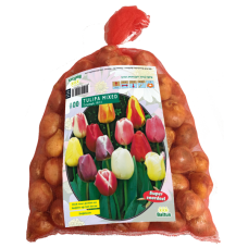 Darwinhybriditulppaani, Tulipa Darwin Mix, 12 / + 100 kpl. TUOTE ON LOPPUUNMYYTY!