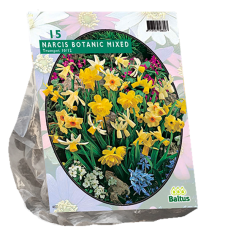 Narcissus  Miniature (Daffodils Mini) Mix, 15 bulbs. SALE - 70%!