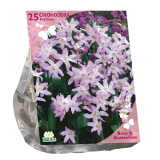 Isokevättähti, Chionodoxa Pink Giant, 25 kpl NEW! ALE - 50%!